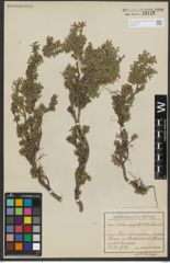 Foto von Salix serpyllifolia Scop.